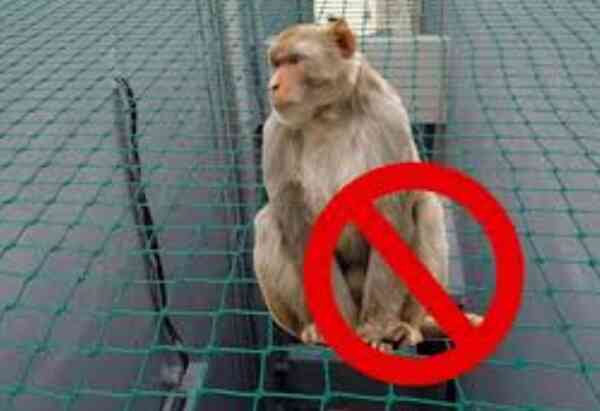 safety nets services
